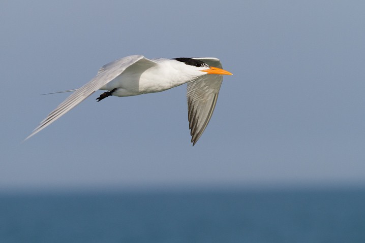 Knigseeschwalbe Sterna maxima Royal Tern